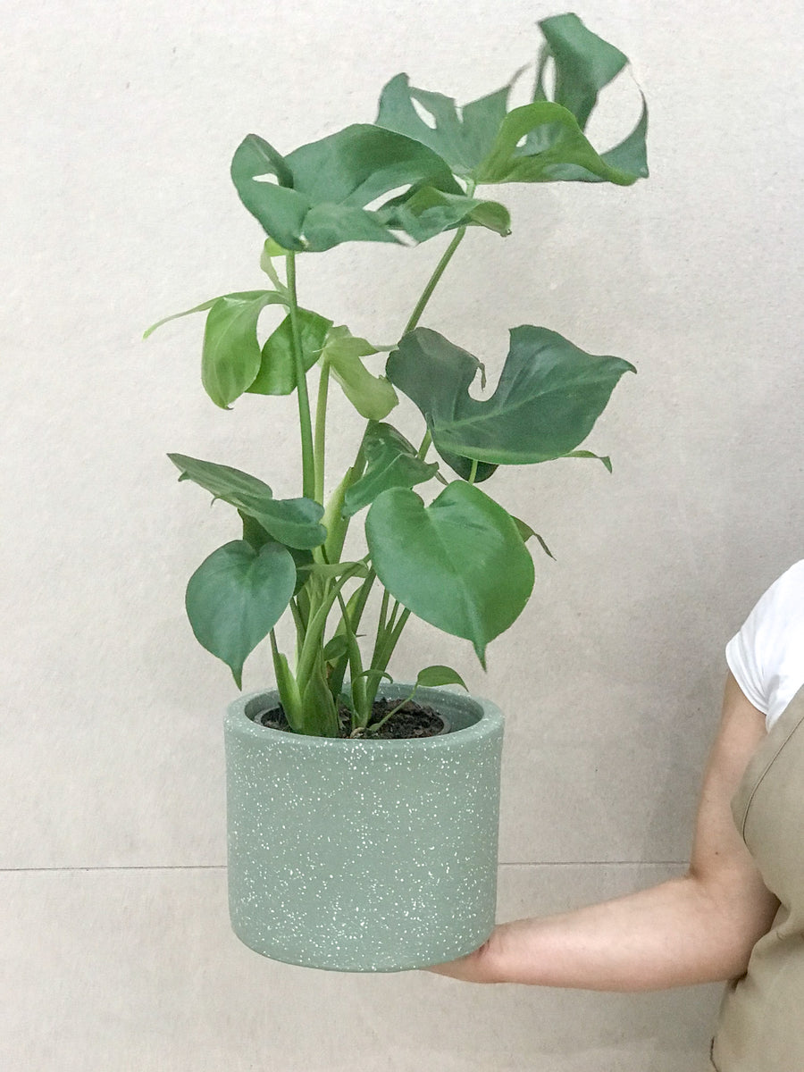 buy monstera deliciosa melbourne Monstera Deliciosa Plant – Matilda's Flowers