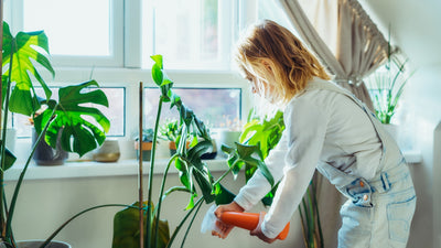Top 6 Tips for Taking Care of Indoor Plants